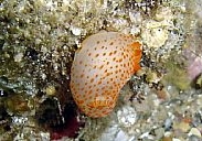 Photo: B. & S. Koretz, Eilat, Feb 2006; see a larger picture